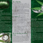 Marijuana 3 panel-back